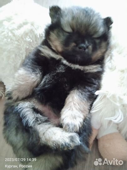 Кеесхонд вольфшпиц