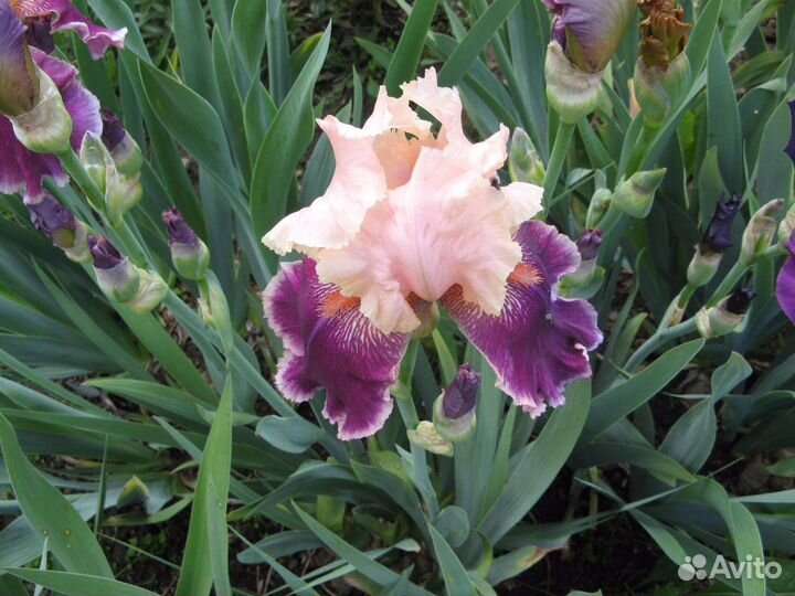 Ирисы германские бородатые