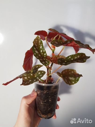 Бегония макулата