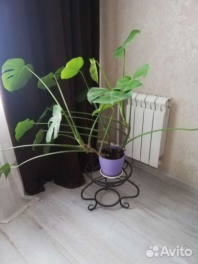 Комнатные цветы