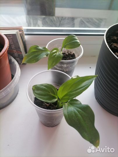 Спатифиллум (женское счастье)