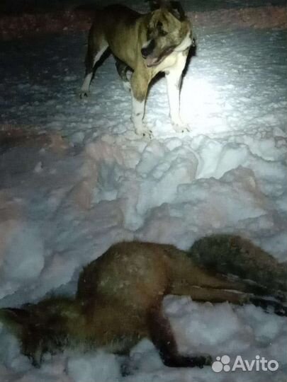 Стафф Бесплатно