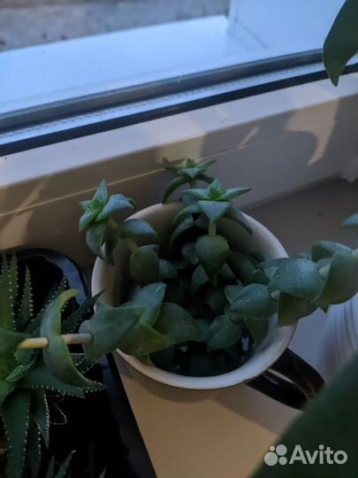 Суккуленты