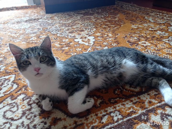Котик в хорошие руки