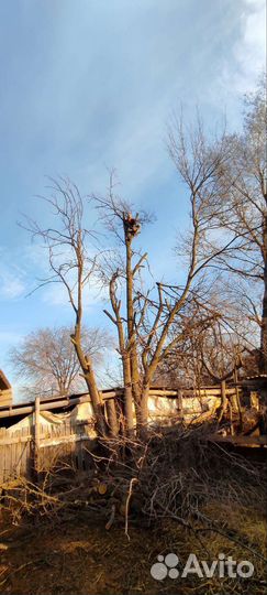 Спил деревьев