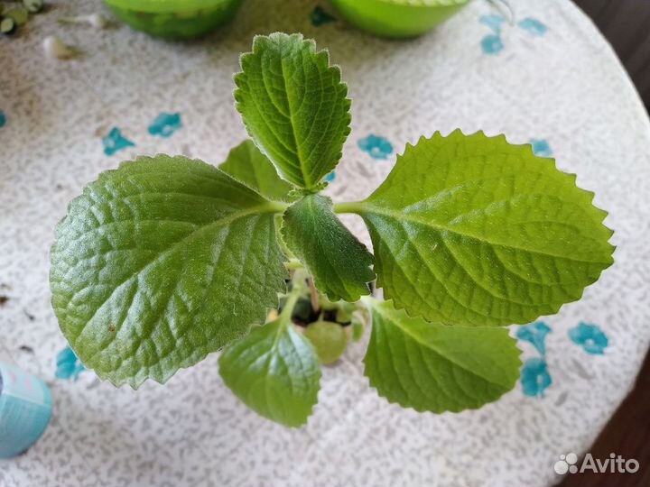 Комнатная мята
