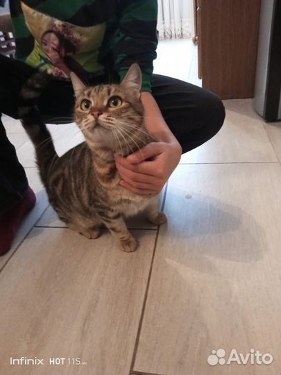 Отдам кошечку в дар