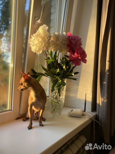 Русский той-терьер вязка