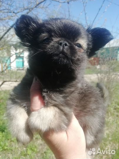 Мини чихуашки