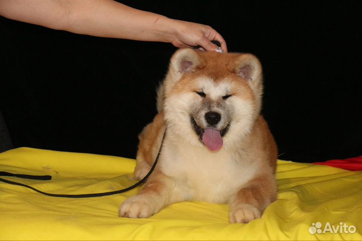 Шикарный мальчик Акиты