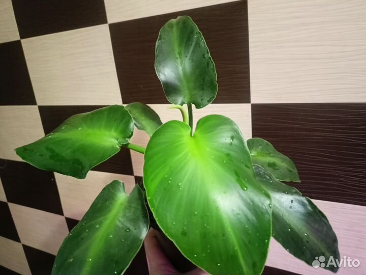 Филодендрон