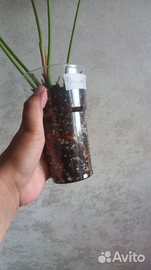 Антуриум фреш лав и ливиум