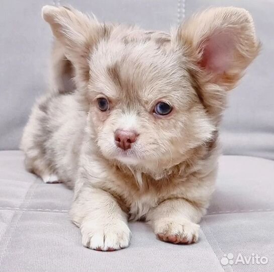 Чихуахуа мальчик мерле