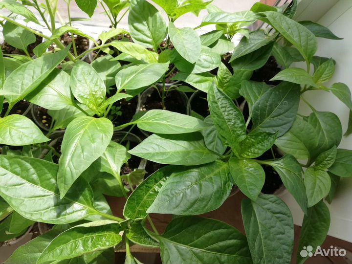 Рассада томатов, перцев, огурцов, баклажан