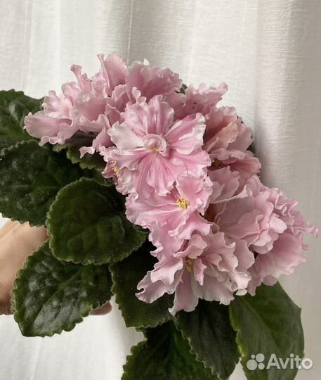 Фиалки Детки Мини и Стандарты