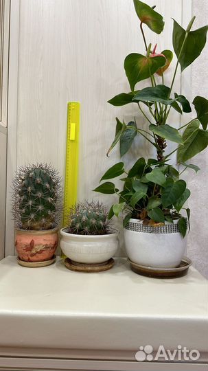 Антуриум, кактусы, мурайя