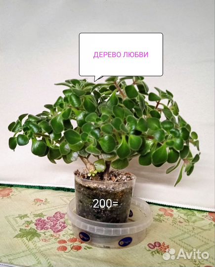 Аихризон - дерево любви бронь