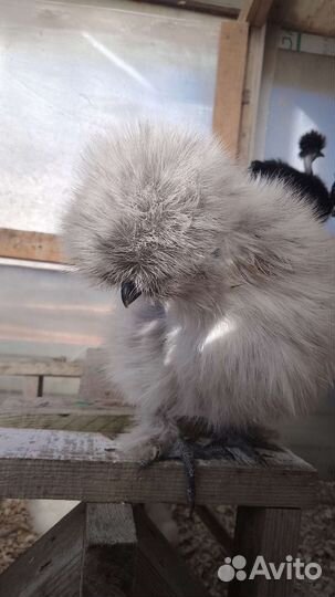 Китайские шелковые,мильфлер