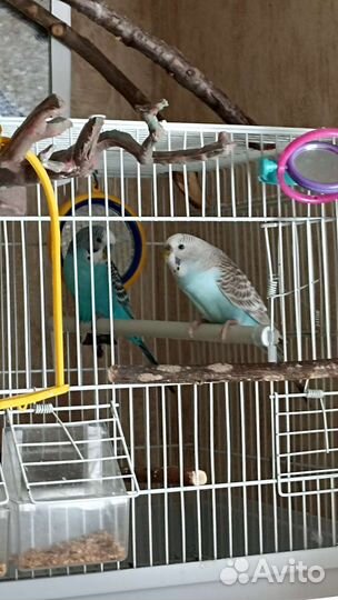 Волнистые попугаи