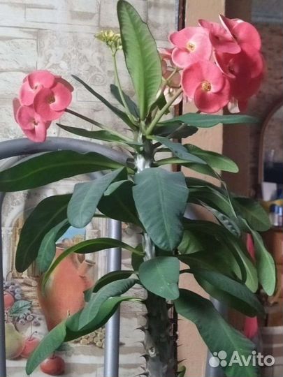 Продам цветы комнатные