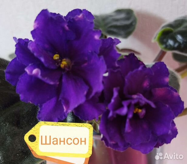 Детки сортовых фиалок