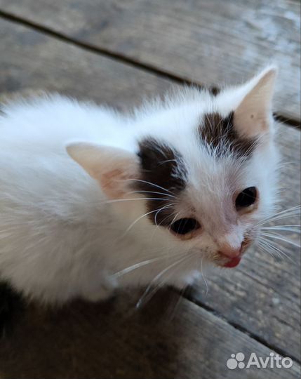 Котята в добрые руки 2 месяца