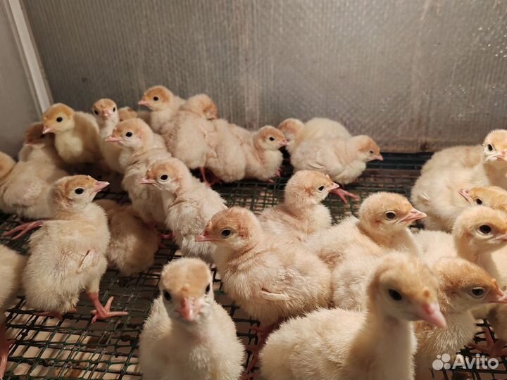 Индюк на мясо