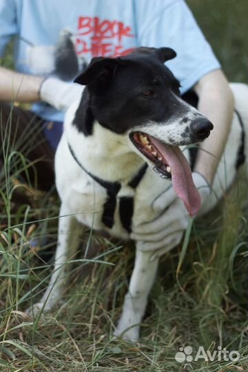 Молодой ласковый Смоки пропадает в приюте