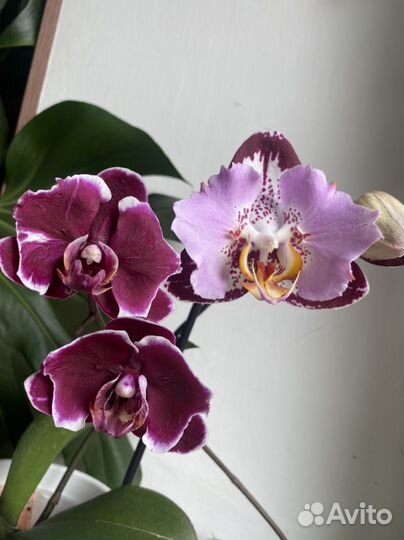 Каменная роза бабочка бронь