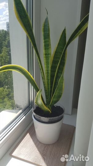 Сансевиерия