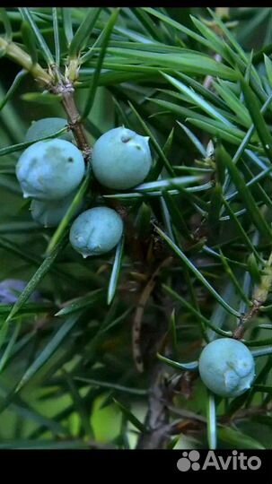 Валик можжевеловый валик для шеи валик для спины