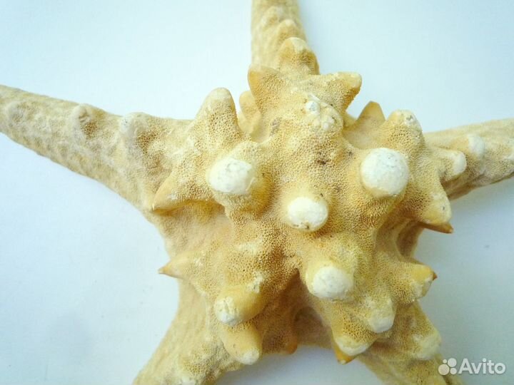 Звезда морская натуральная