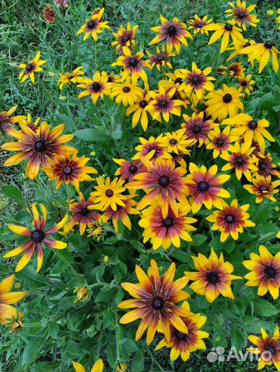 Многолетки