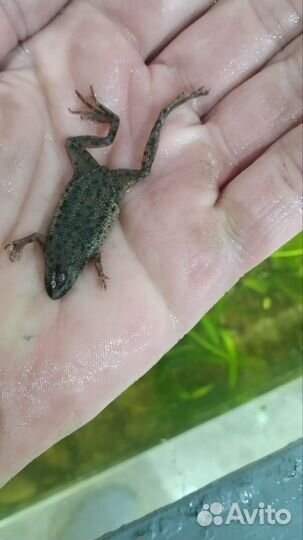 Аквариумные лягушки