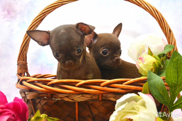 Чихуахуа, шоколадные девочки