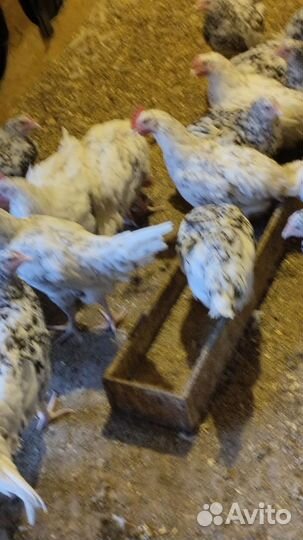 Петухи молодые породы Пушкинские
