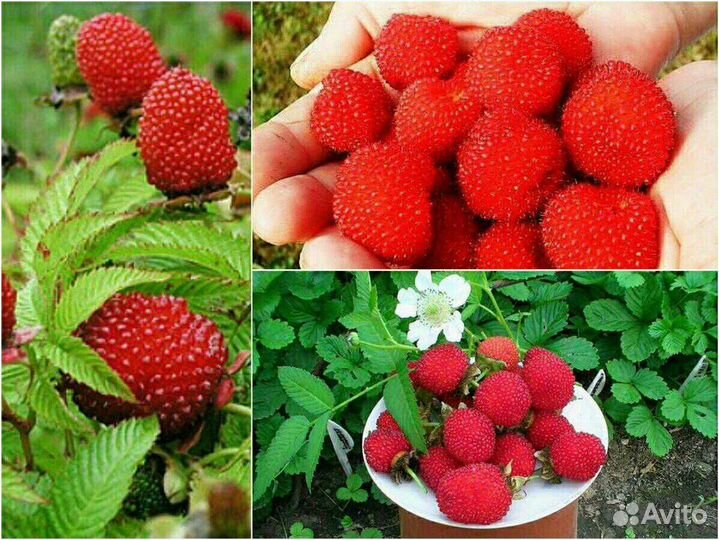 Норвежская малина,гранатная рябина цена в описании