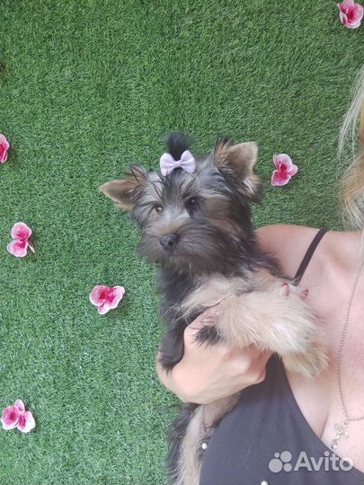 Йоркширский терьер