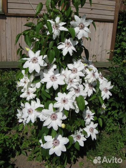 Клематис Балерина (саженцы)