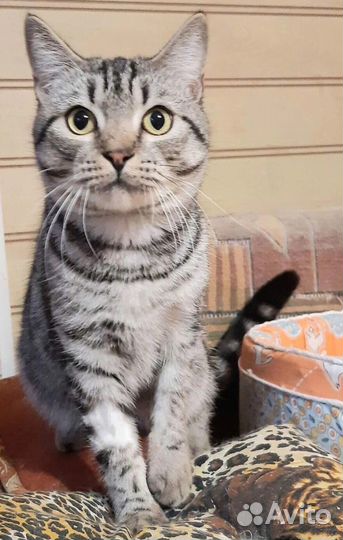 Котик Космос