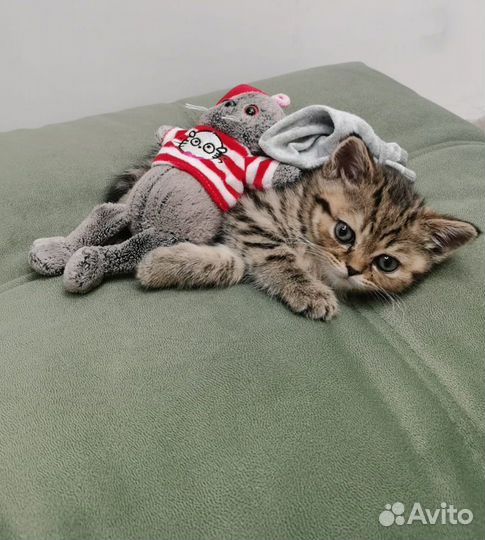 Шотландский котёнок девочка