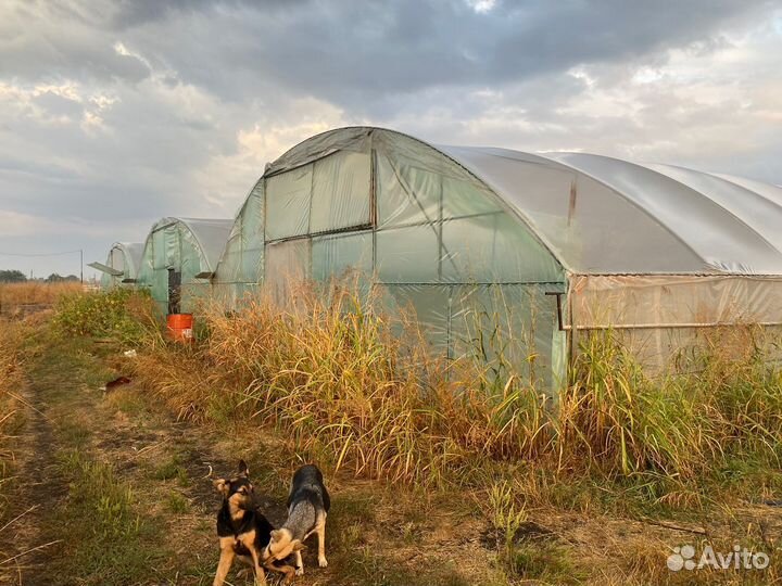 Сдам в аренду теплицы и поле