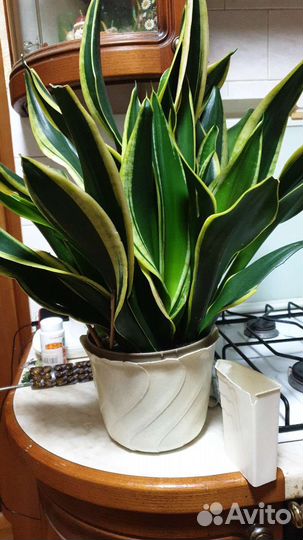 Сансевиерия сортовая