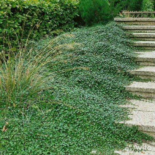 Кизильник прижатый