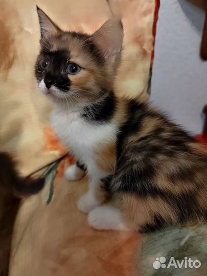 Котята от домашней кошки