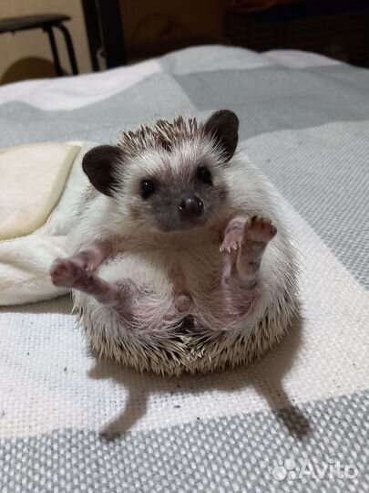 Карликовый африканский ёж девочка