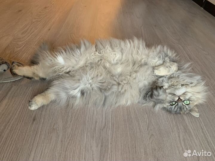 Кошки в добрые руки бесплатно