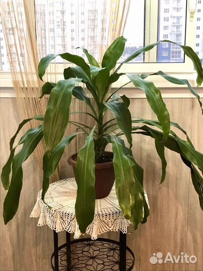 Пальма юкка листайте