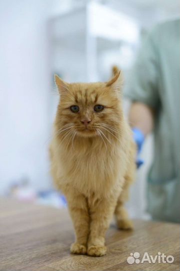 Шикарный рыжий благородный кот Арамис ищет друга