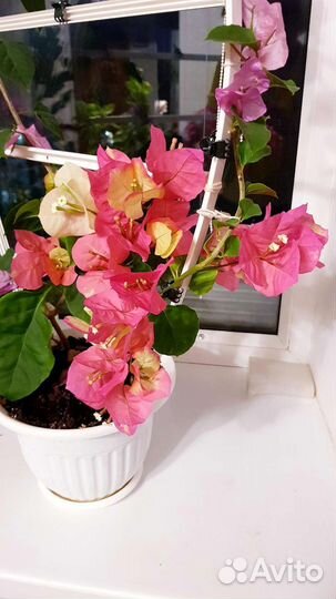 Бугинвилия